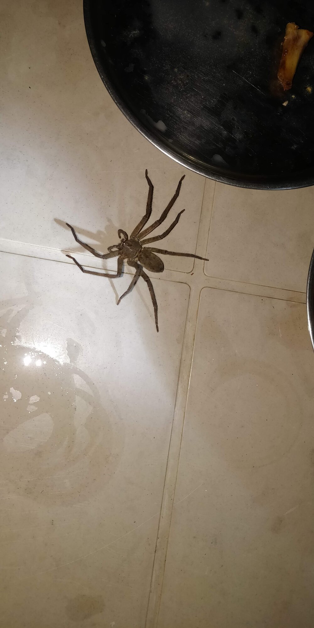 when-a-spider-entered-like-tom-cruise-in-mission-impossible